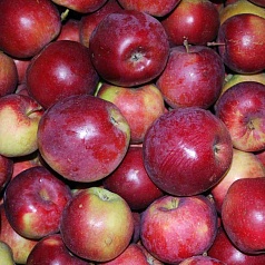 Яблоня домашняя 'Спартан'