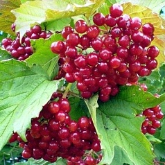 Калина плодовая 'Гранатовый браслет'