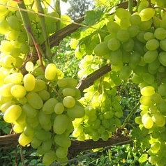 Виноград 'Восторг'