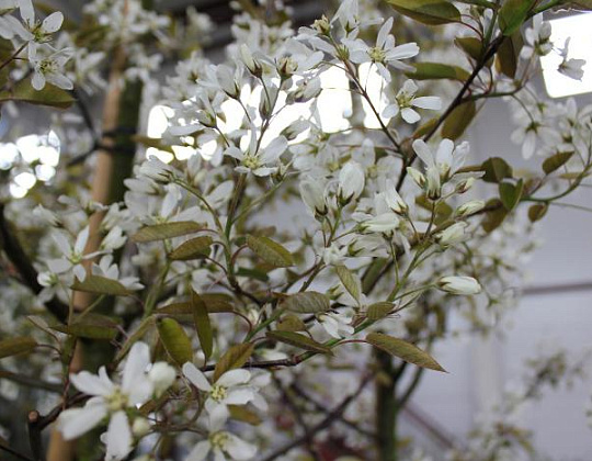 Фотоальбом Апрель в садовом центре (2012 г) Цветки Ирги ламарка