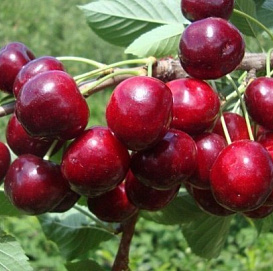 Дюк 'Шпанка'