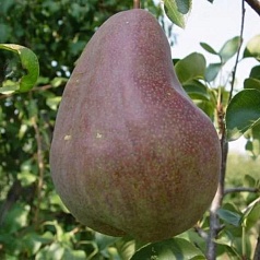 Груша 'Брянская красавица'