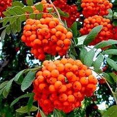 Рябина плодовая 'Невежинская'