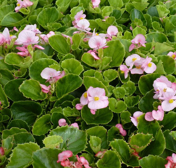 Бегония вечноцветущая Аскот Дип Роуз (Ascot  Deep Rose)