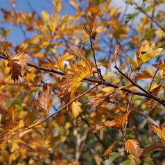 Боярышник Арнольда