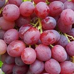 Виноград 'Кишмиш лучистый' (розовый)