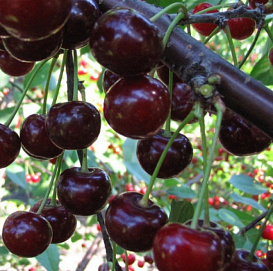 Дюк 'Надежда'