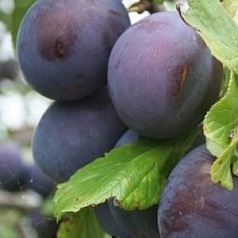 Слива 'Кромань'