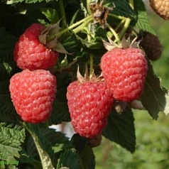 Малина 'Мираж'