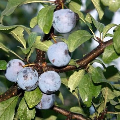 Слива 'Ренклод Советский'