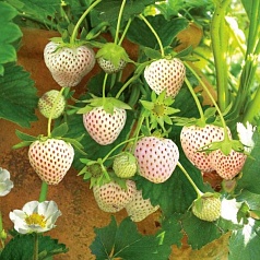 Земляника (клубника) 'Белый Швед'