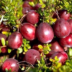 Клюква крупноплодная 'Бен Лир'