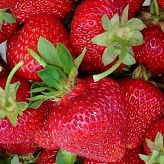 Земляника (клубника) 'Камрад'