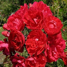 Роза 'Аделаида Худлесс' (парковая) (красная)