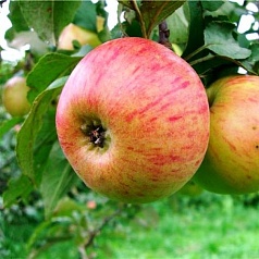 Яблоня домашняя 'Медуница'