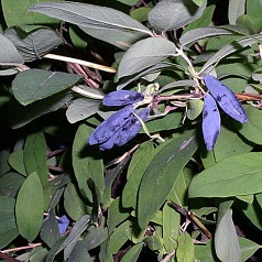 Жимолость съедобная 'Голубое веретено'