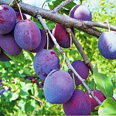 Слива 'Этюд'