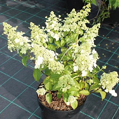 Гортензия метельчатая 'Брюсель Ласе'