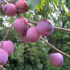 Слива 'Заречная ранняя'