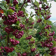 Рябина плодовая 'Гранатная'