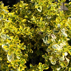 Бересклет Форчуна 'Эмеральд Голд' Бересклет Форчуна 'Эмеральд Голд'