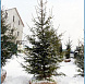 Фотоальбом Хвойные деревья с комом для зимней посадки. Ель, сосна. Фотография 4