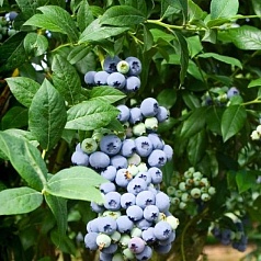 Голубика высокорослая 'Нортланд'