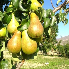 Груша 'Верная'