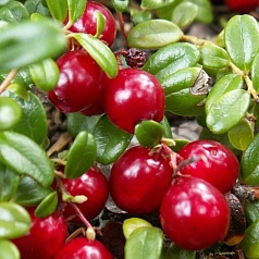 Клюква крупноплодная 'Ховес'