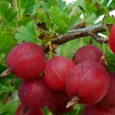 Крыжовник 'Яркий'