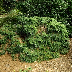 Тсуга канадская 'Нана'