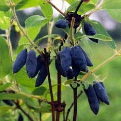 Жимолость съедобная 'Московская 103'