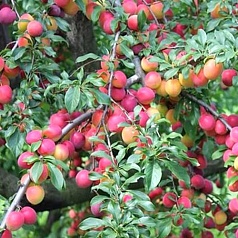 Слива китайская 'Орловский сувенир'