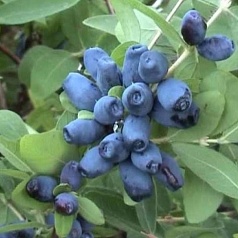 Жимолость съедобная 'Волхова'