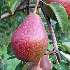 Груша 'Лесная красавица'