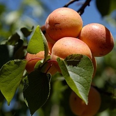 Абрикос 'Алеша'