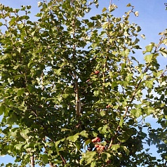 Боярышник однопестичный