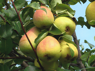 Груша 'Рогнеда'