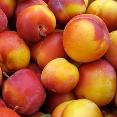 Слива 'Персиковая'