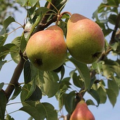 Груша 'Нерусса'