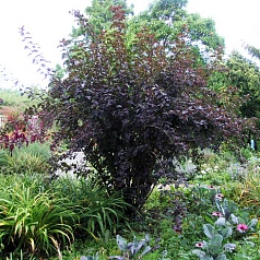 Пузыреплодник калинолистный 'Диаболо'