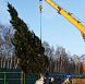 Фотоальбом Крупномеры Ели сербской (Picea omorica) 11 м. Фотография 5