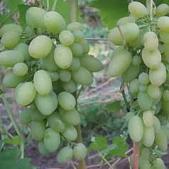 Виноград 'Огуречный Новый'