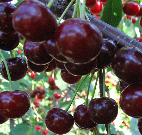 Дюк 'Кормилица'