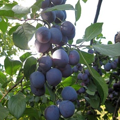 Слива 'Гармония'