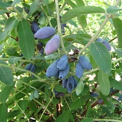 Жимолость съедобная 'Лакомка'