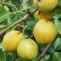 Груша 'Рогнеда'