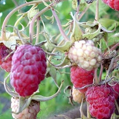 Малина 'Шапка Мономаха'