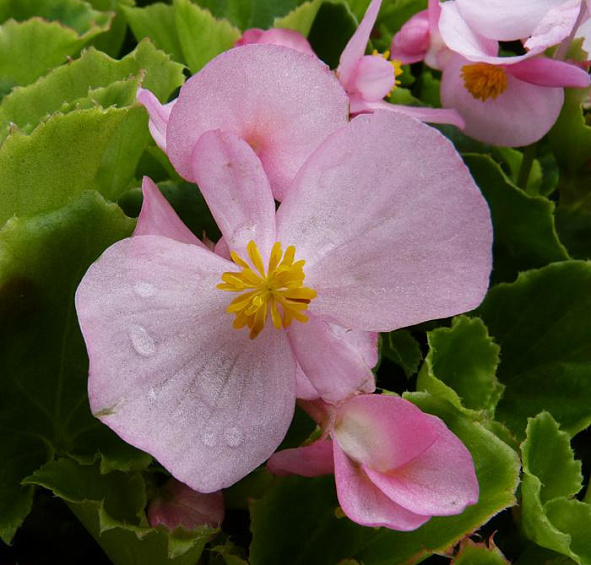 Бегония вечноцветущая Аскот Дип Роуз (Ascot  Deep Rose)