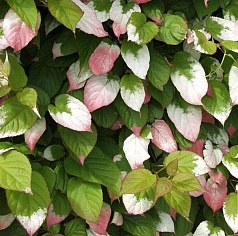 Актинидия Коломикта 'Изобильная'